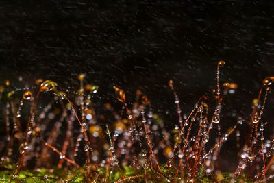 Close-up of raindrops on water