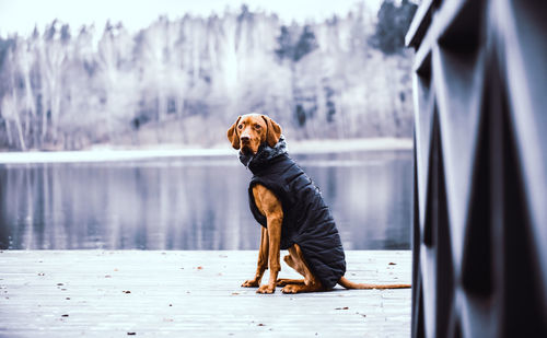 Dog looking away while sitting on lake
