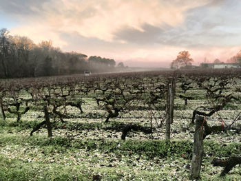 Scenic view of vineyard against sky