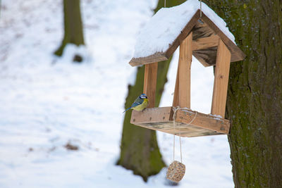 Close-up of bird titmouse perching on wooden feeder in snow