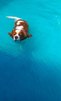 High angle view of dog swimming in pool