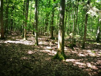 Trees growing in forest