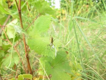 Close-up of insect on leaf