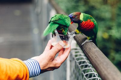 Cropped hand feeding rainbow lorikeet by fence