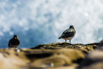 Bird perching on rock against sky