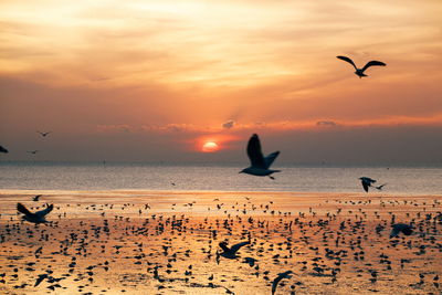 Seagulls flying in the sky and the water surface.there was an orange light before sunset a backdrop