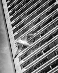 Close-up of bird flying against built structure
