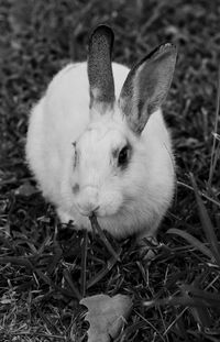 Close-up of an animal on field