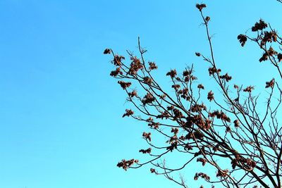 Low angle view of bird on tree against blue sky