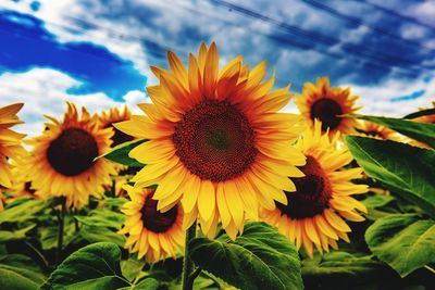 Close-up of sunflower on plant