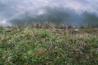 Close-up of grass on field against sky