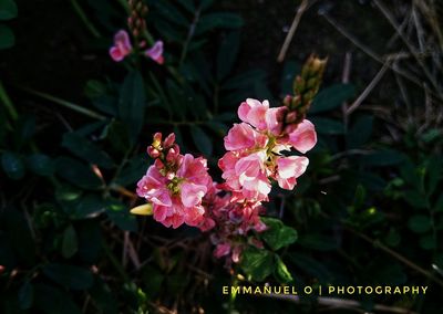 Close-up of pink flowers blooming outdoors