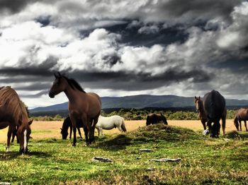 Horses grazing on field against cloudy sky