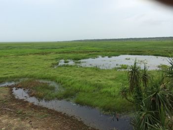 Scenic view of grassy field against sky