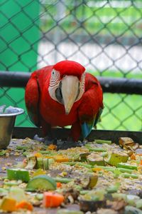 Close-up of bird on red leaves