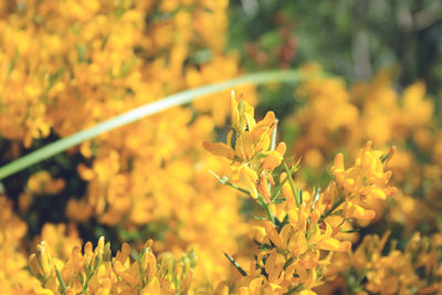 Close-up of yellow flowering plant on field