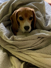 Portrait of dog resting on bed