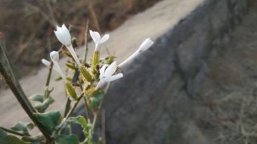 Close-up of white flowers