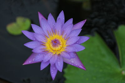 Close-up of wet purple flower