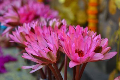 Close-up of pink flowering plant