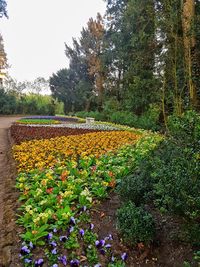 Plants and trees on field against sky