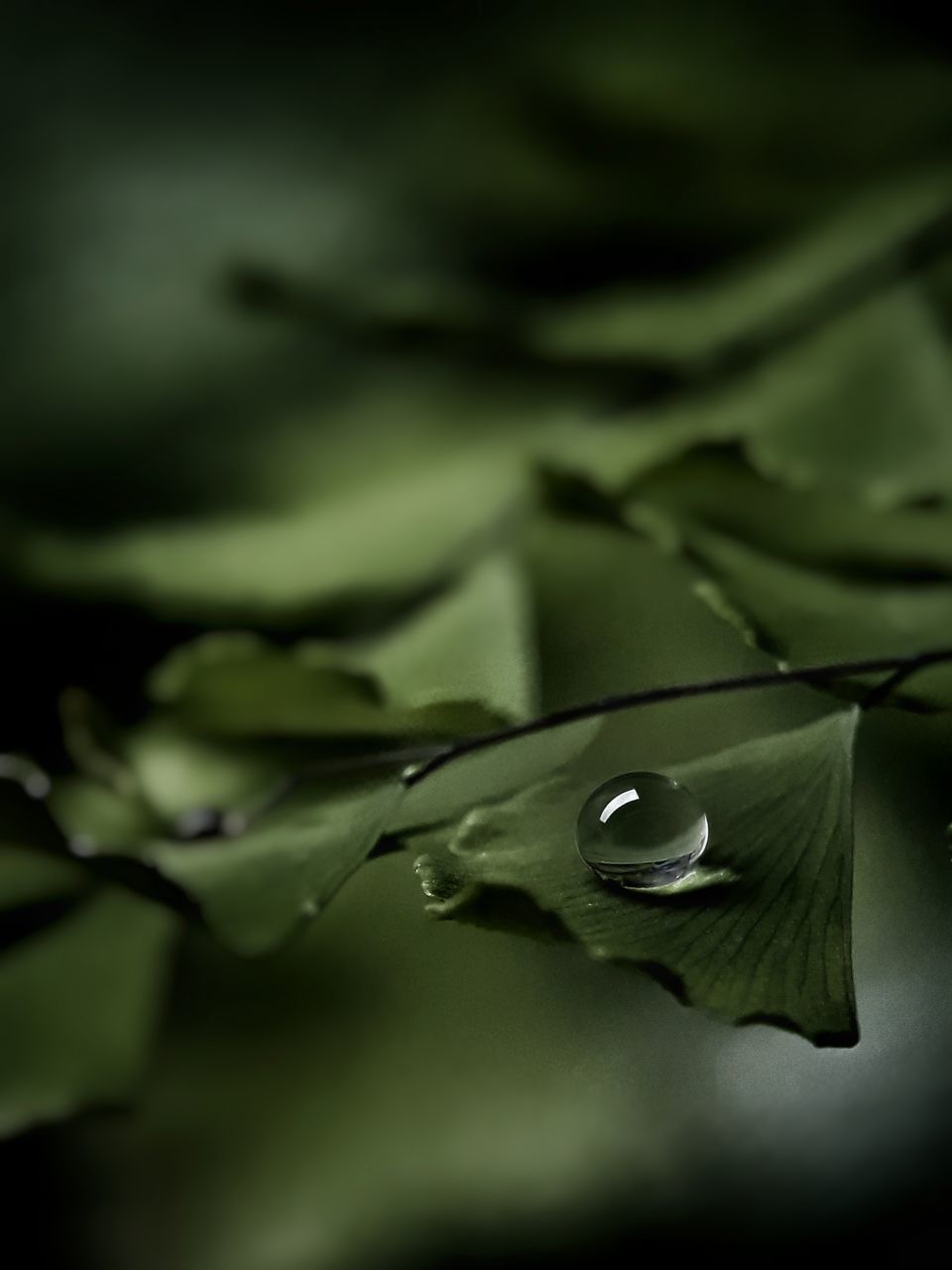 CLOSE-UP OF WATER DROPS ON GREEN LEAF