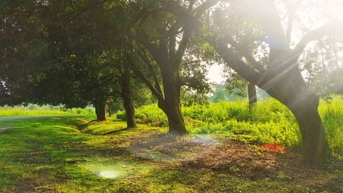 Sun shining through trees