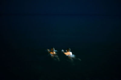 Swimming together in the black sea