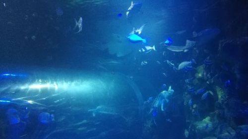 Fish swimming in aquarium