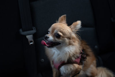 Close-up of a dog looking away