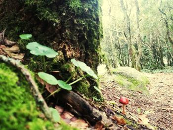 Close-up of mushrooms growing on tree trunk