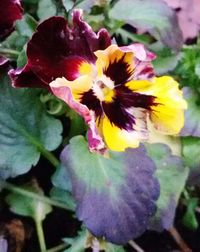 Close-up of flower blooming outdoors