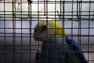 View of birds in cage