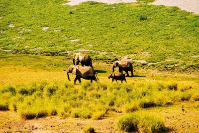 Horses grazing on field