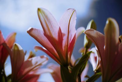 Close-up of flowering plant