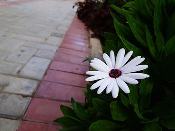 High angle view of white flower on plant