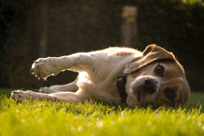 Close-up of a dog resting on field