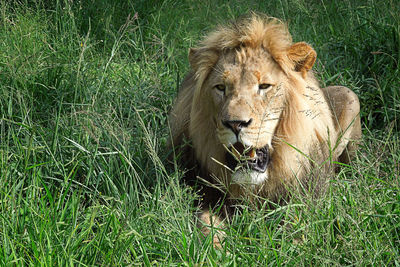 Portrait of a lion on field