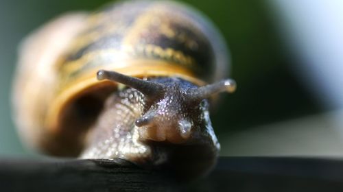 snail