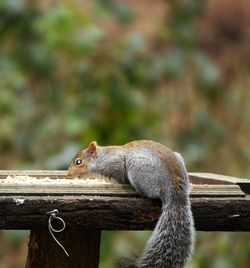 Close-up of owl perching on tree