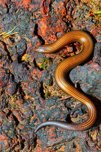 High angle view of lizard on rock