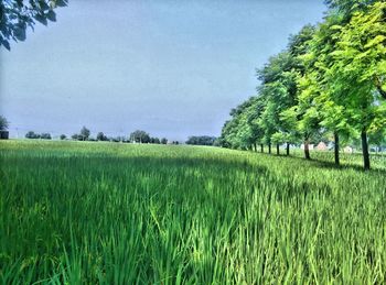 Trees on grassy field against clear sky