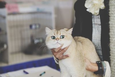 Close-up of cat at home