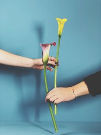 Close-up of hand holding yellow flower