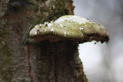 Close-up of mushroom on rock