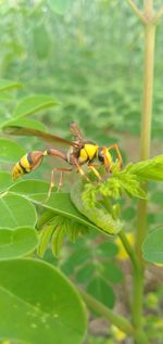 Close-up of insect on flower