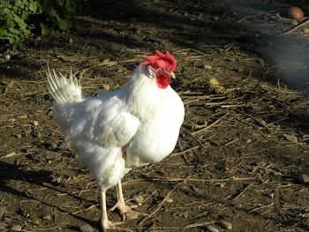 High angle view of a bird on field