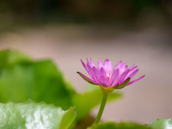 Close-up of pink flower against blurred background