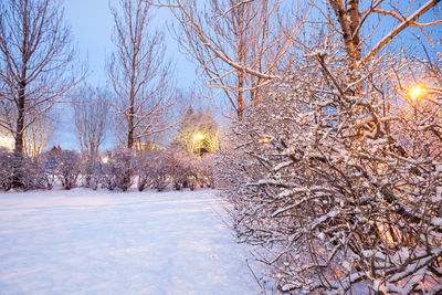 Snow covered trees against sky