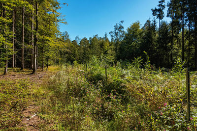 Trees growing on field against sky